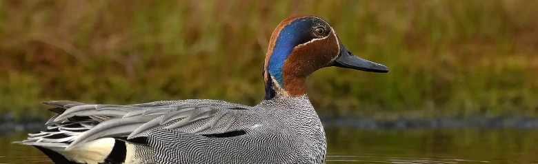 Eine Krickente liegt im flachen Wasser eines Sees.