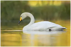 Singschwan
