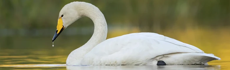 Im goldenen Licht ist ein Singschwan auf einem See zu sehen. Ein Wassertropfen tropft aus seinem Schnabel.
