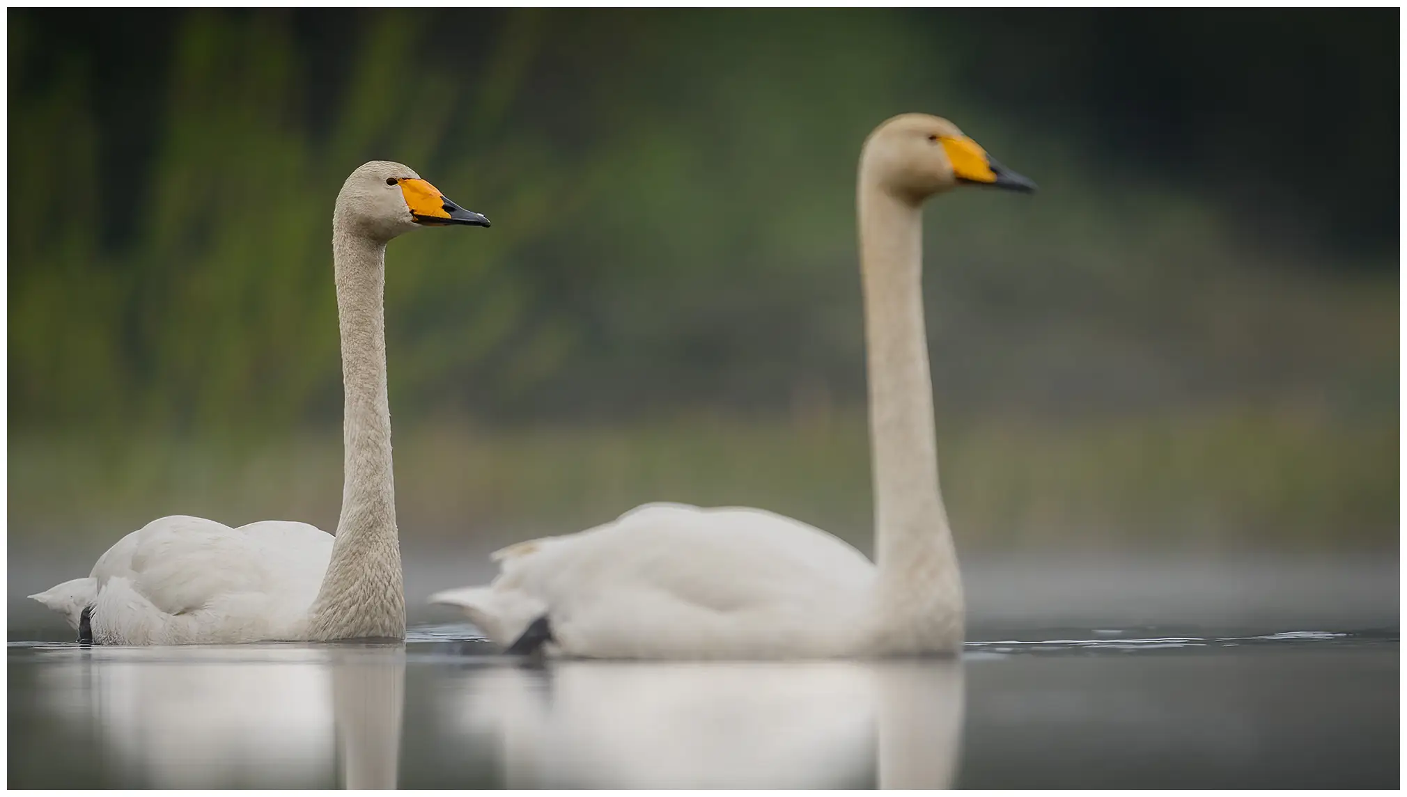 Singschwan