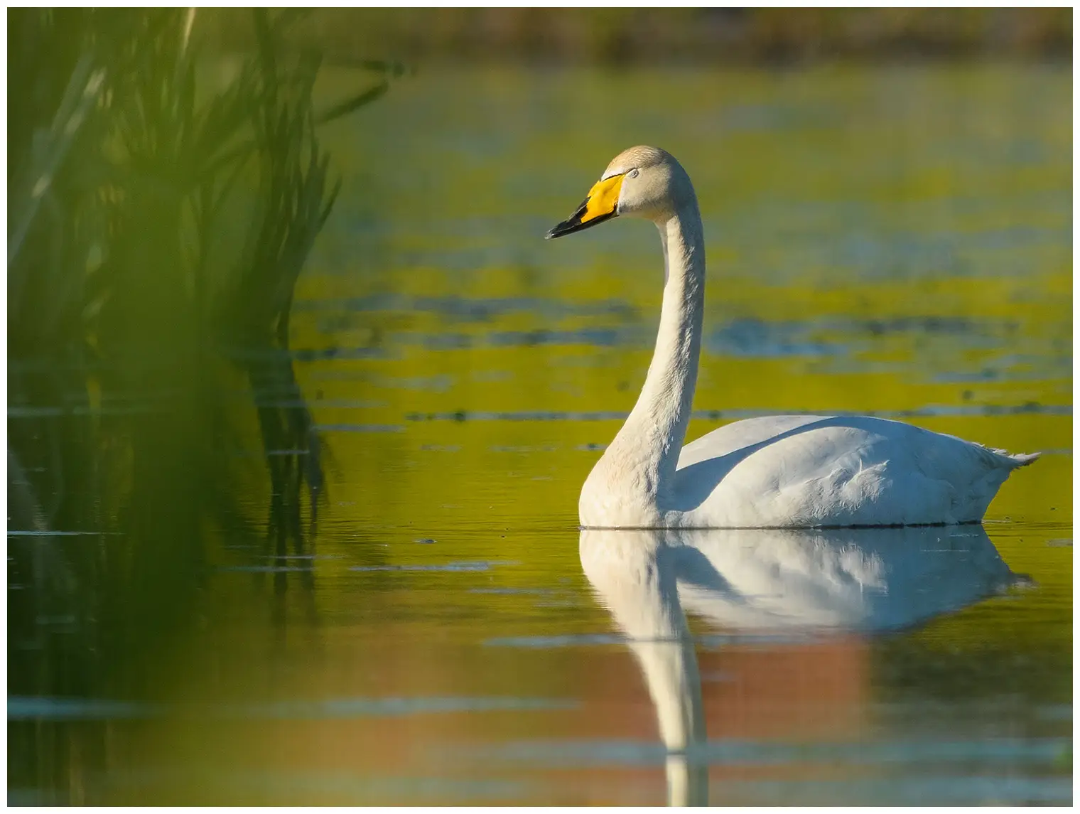 Singschwan