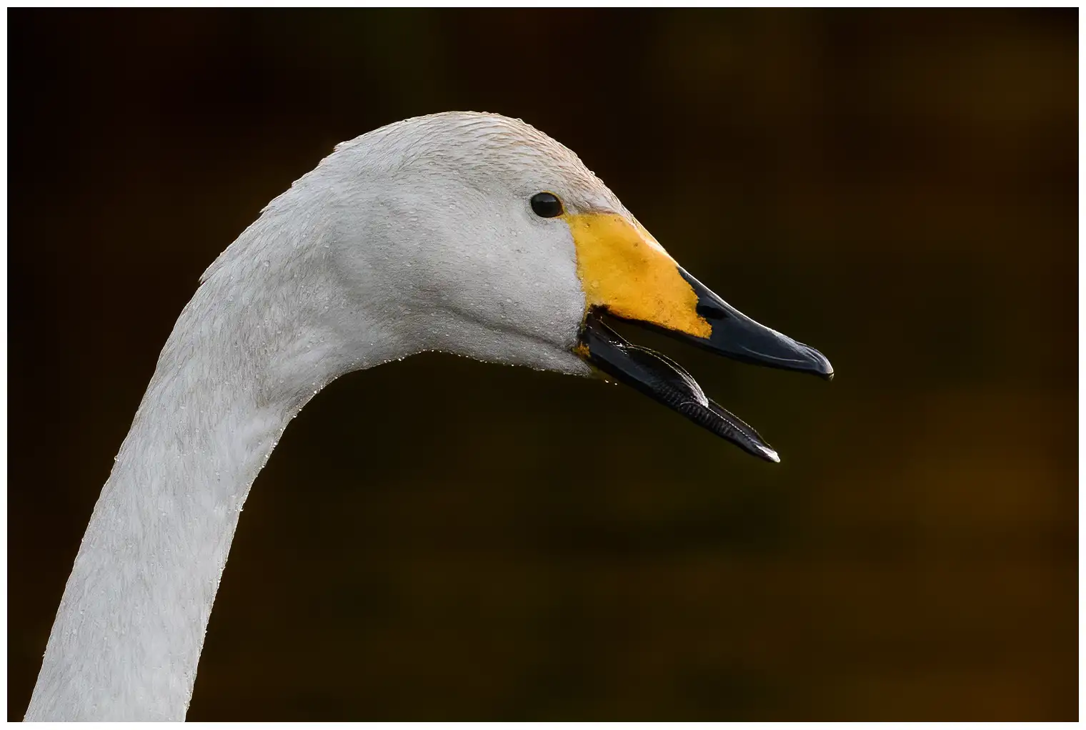 Singschwan