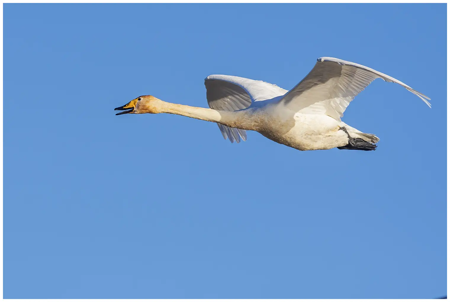 Singschwan
