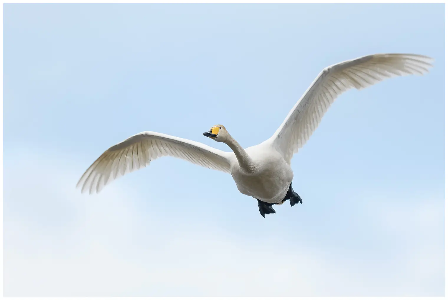 Singschwan