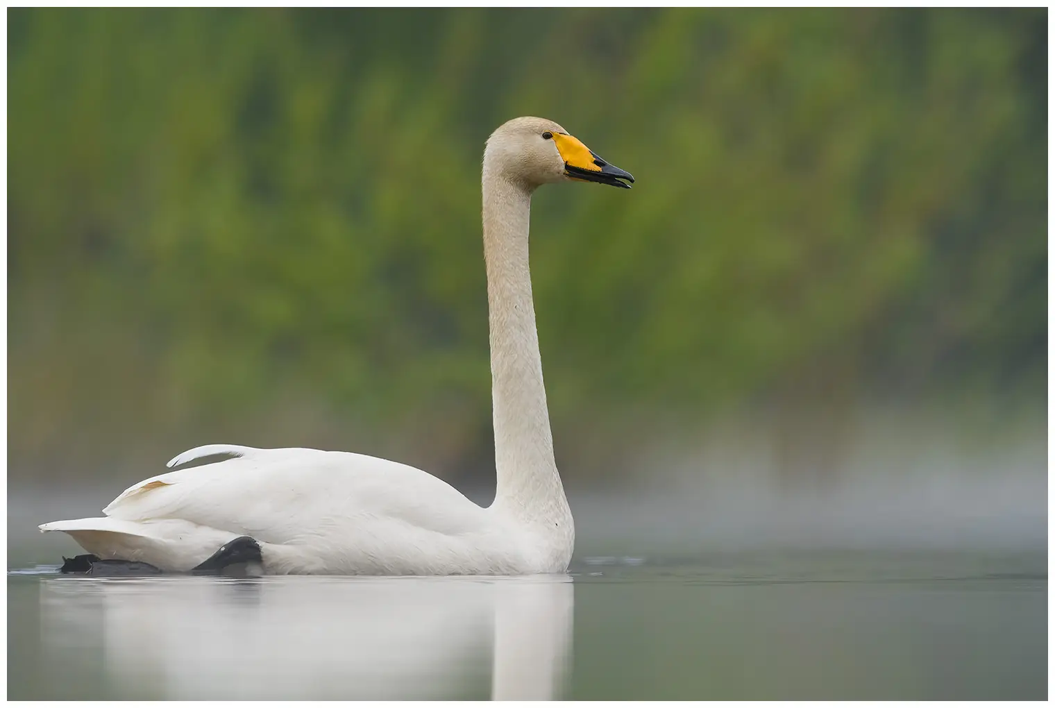 Singschwan