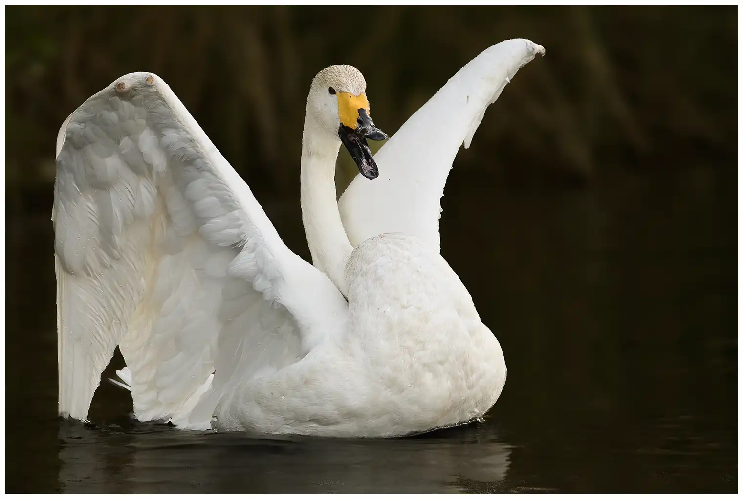 Singschwan