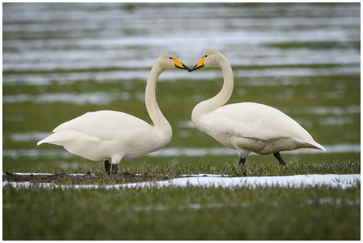 Singschwan