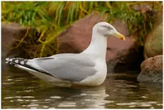 Silbermöwe