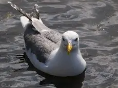 Steppenmöwe