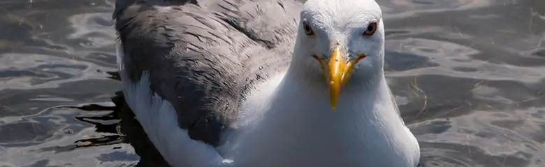 Steppenmöwe. Im Wasser liegend. Den Kopf dem Fotografen zugewandt.