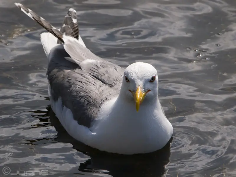 Steppenmöwe. Im Wasser liegend. Den Kopf dem Fotografen zugewandt.
