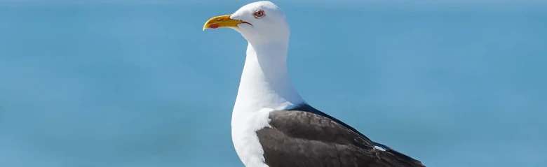 Heringsmöwe. Steht im Sand am Wasser. Schwarze Flügel und Rücken, gelbe Beine und roter Fleck am unteren Schnabel.
