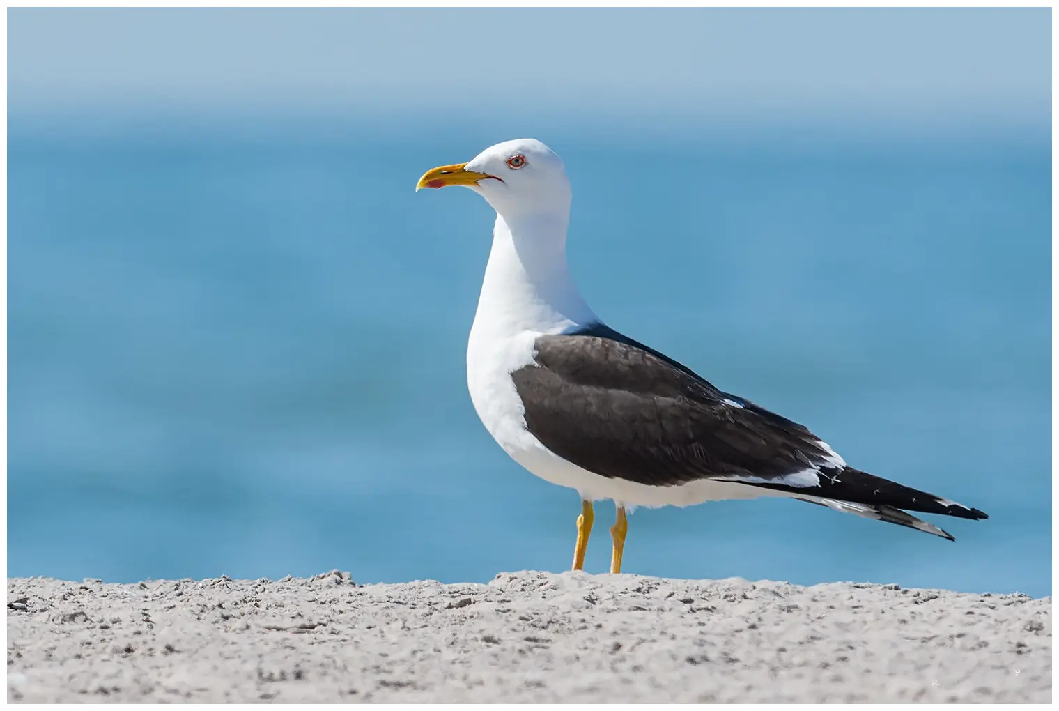 Heringsmöwe. Steht im Sand am Wasser. Schwarze Flügel und Rücken, gelbe Beine und roter Fleck am unteren Schnabel.