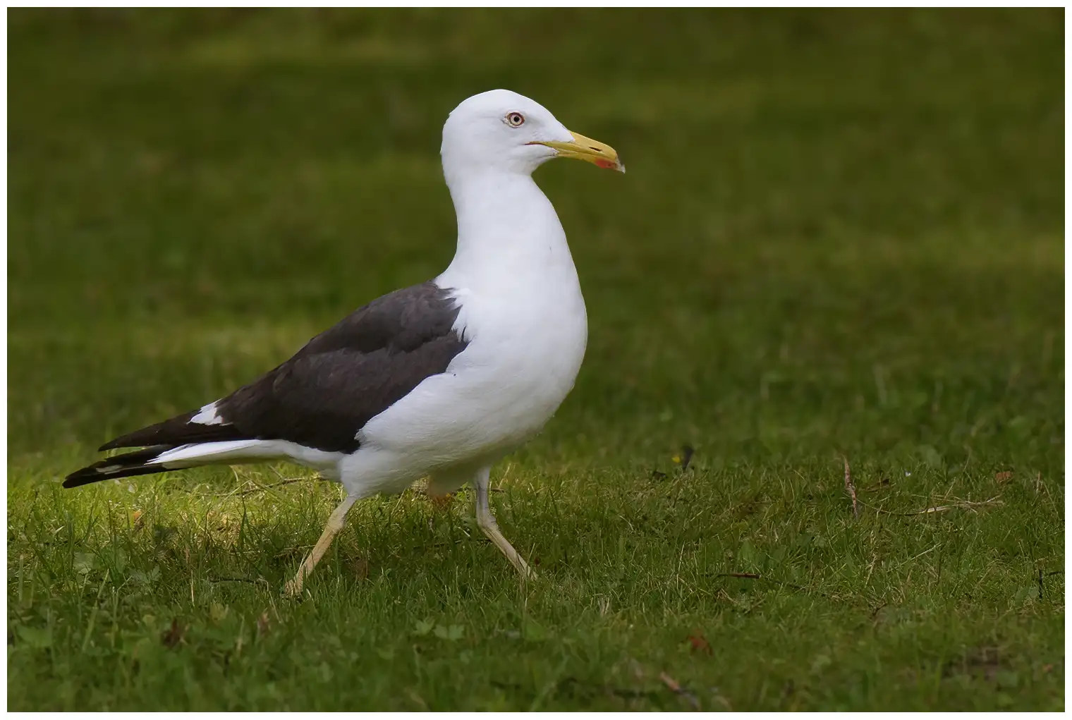 Heringsmöwe