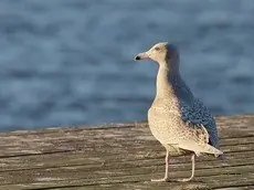 Eismöwe