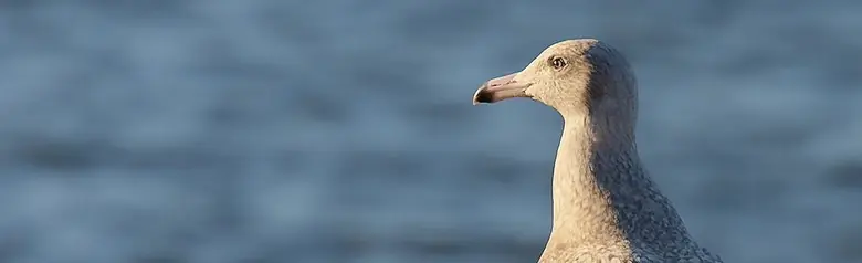 Eismöwe. Auf einem Badesteg stehend. Vollständig grau gesprenkeltes Gefieder, einschließlich Flügel und Flügelspitzen. Die Schnabelspitze ist jedoch schwarz.