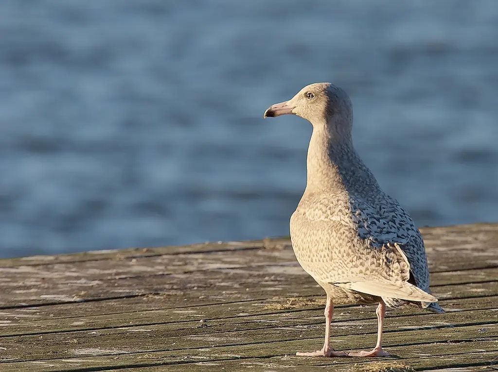 Eismöwe. Auf einem Badesteg stehend. Vollständig grau gesprenkeltes Gefieder, einschließlich Flügel und Flügelspitzen. Die Schnabelspitze ist jedoch schwarz.