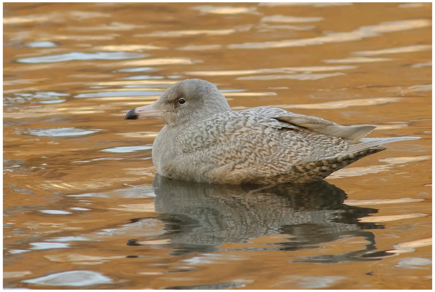 Eismöwe