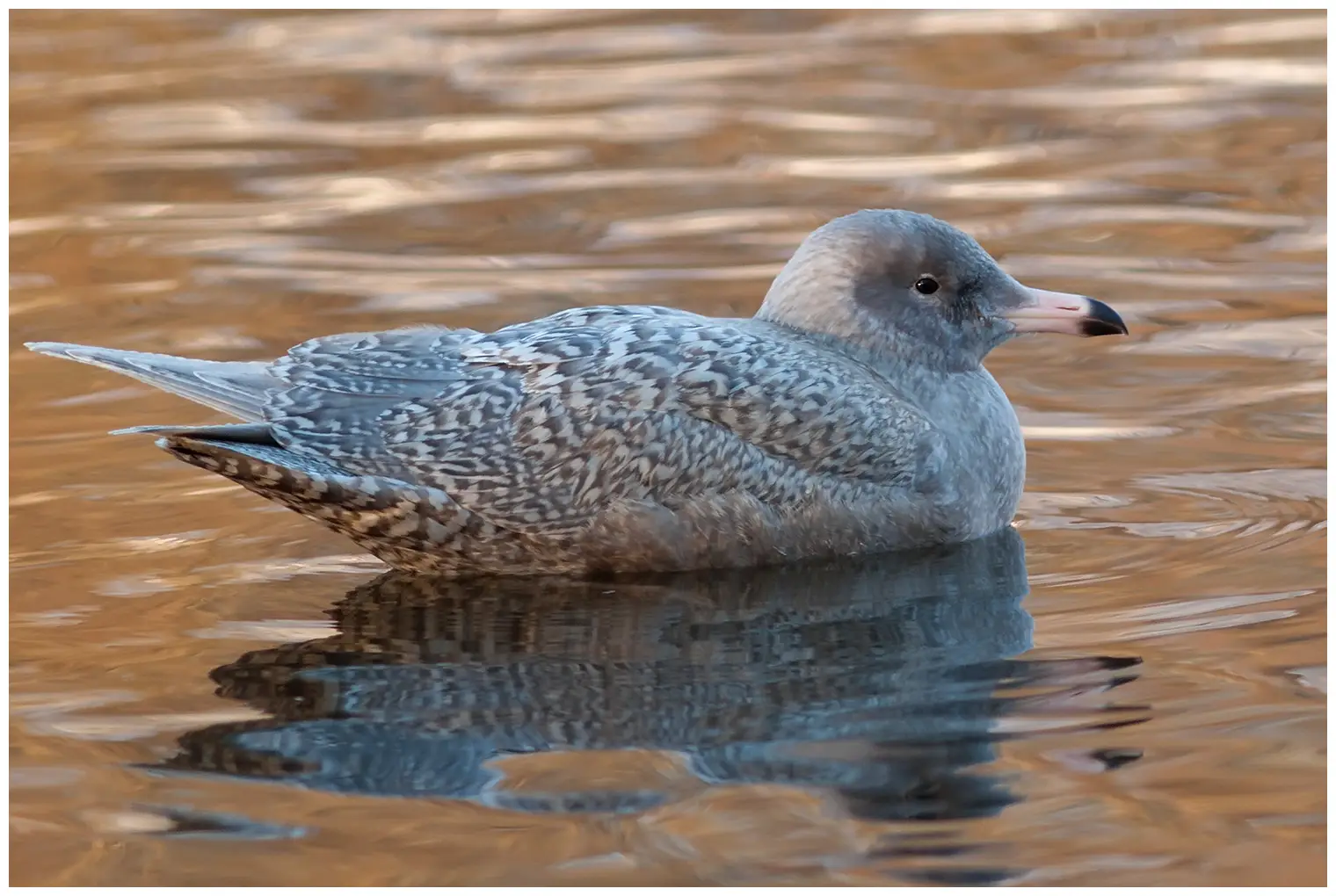 Eismöwe