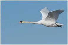 Höckerschwan