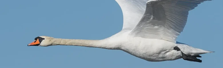 Ein fliegender Höckerschwan durchschneidet die Luft, seine Flügel zeigen nach oben.