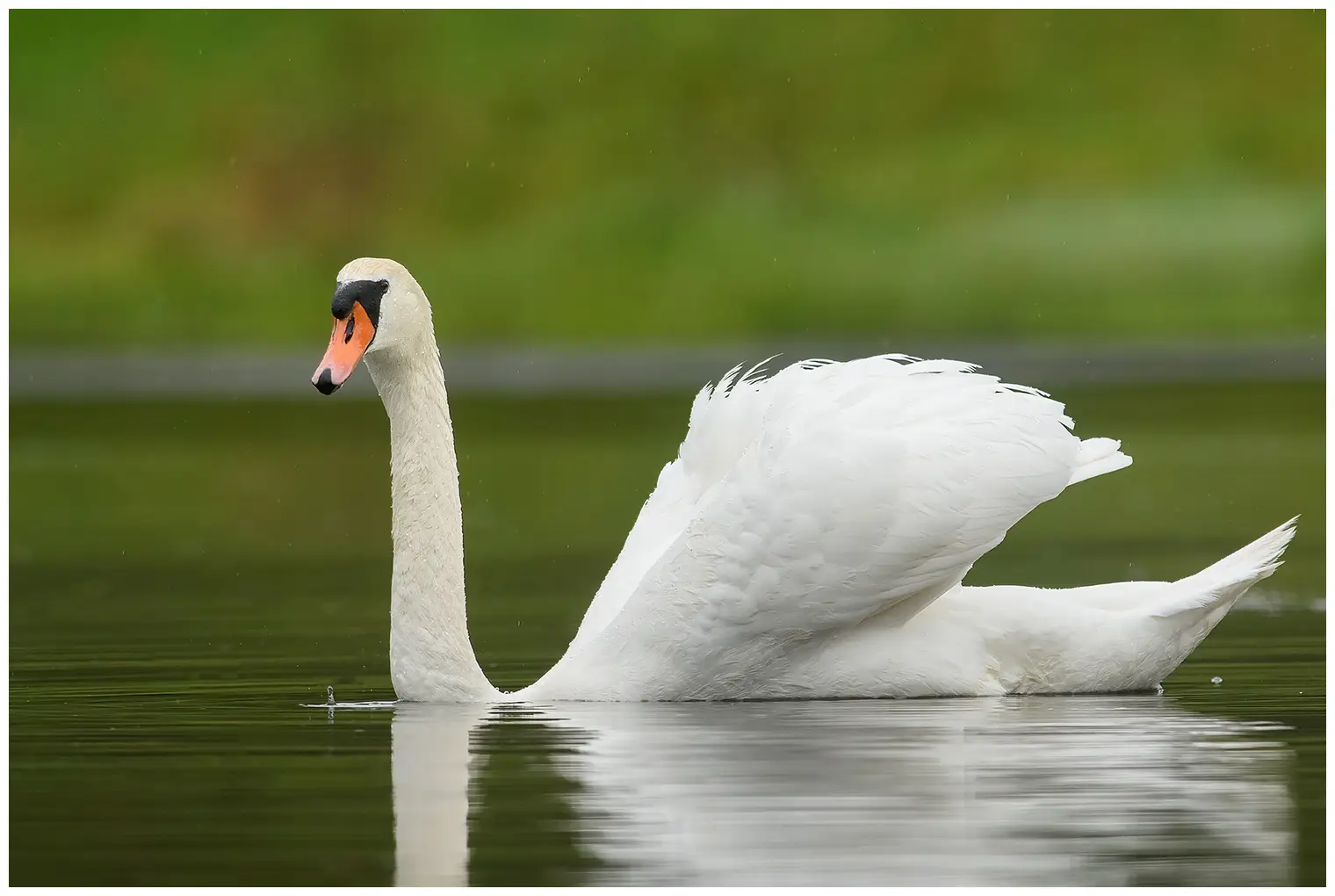Höckerschwan