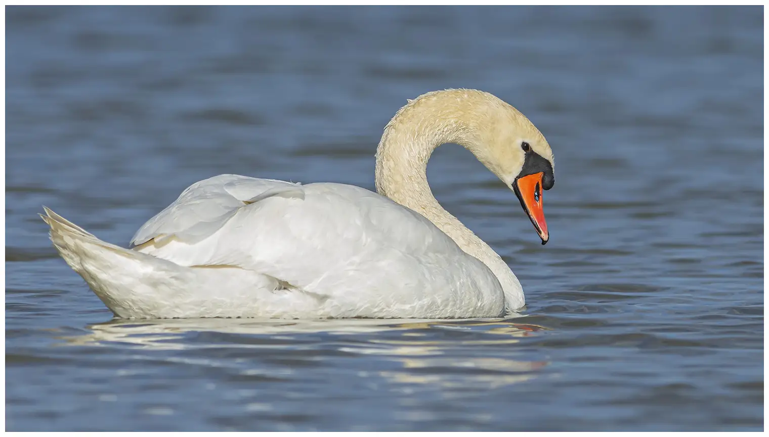 Höckerschwan