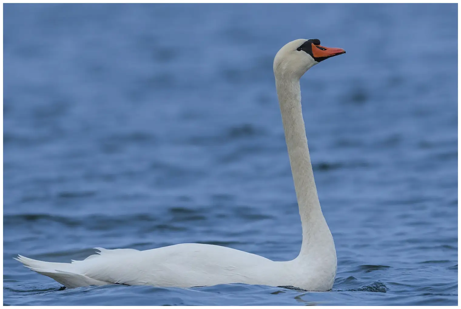Höckerschwan