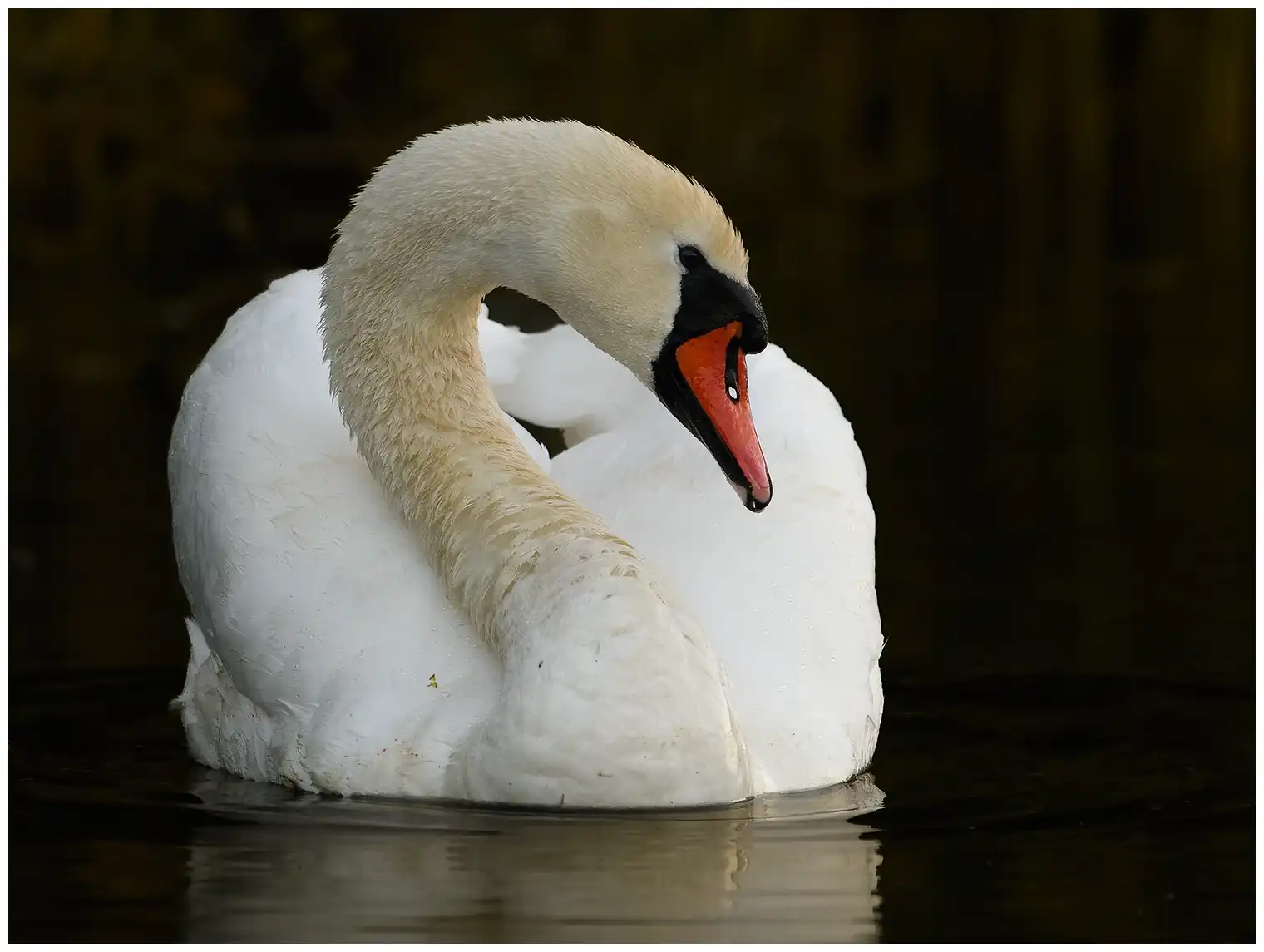 Höckerschwan