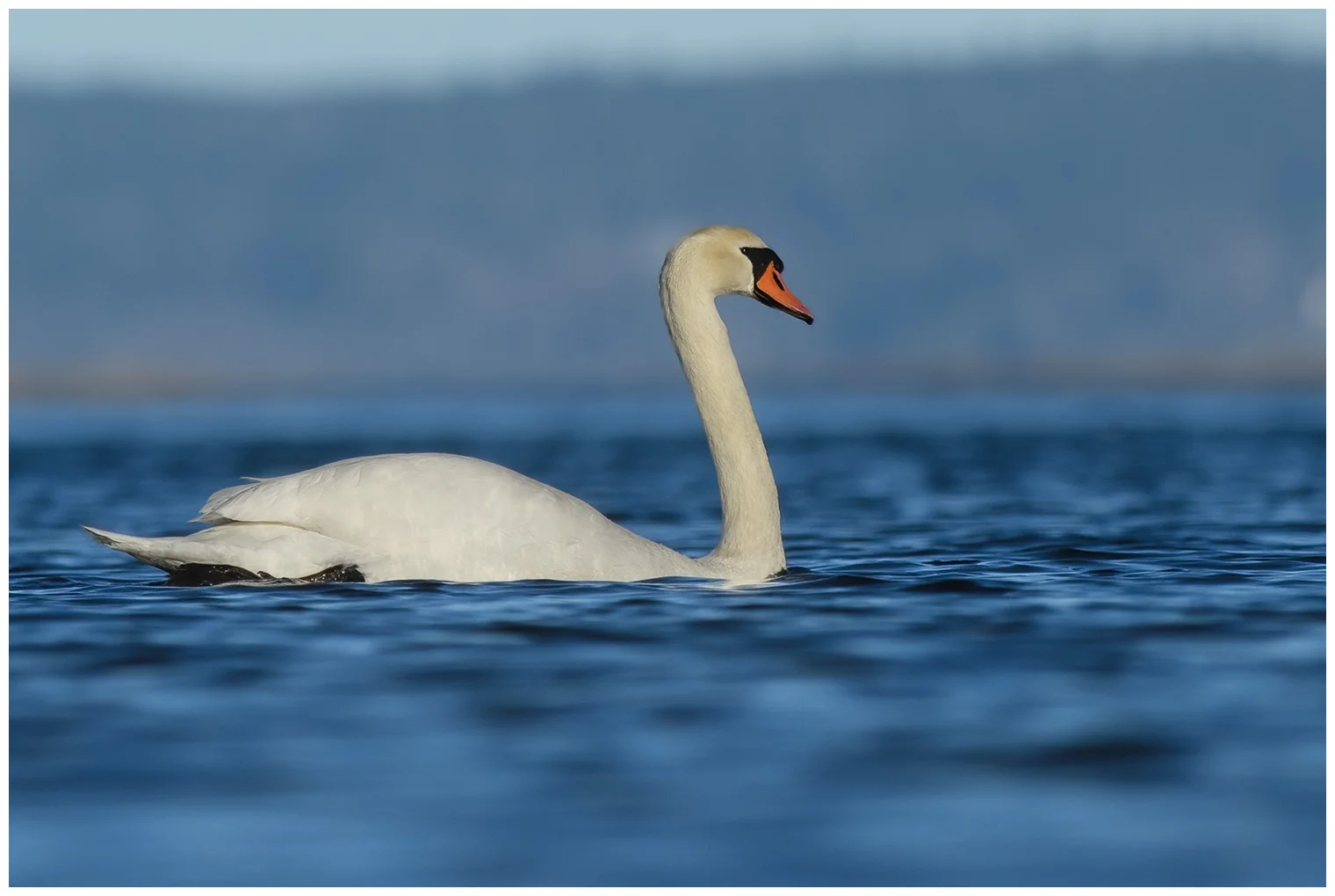 Höckerschwan