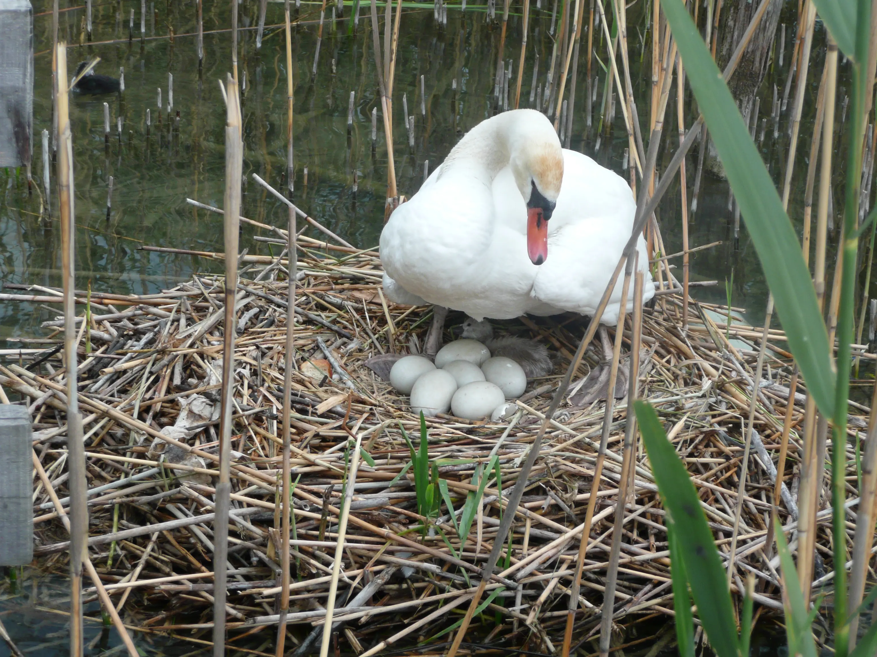 Höckerschwan