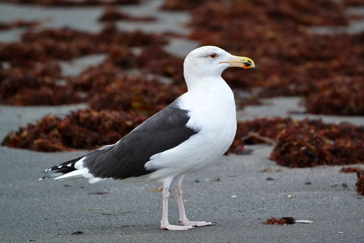 Mantelmöwe. Am Strand, umgeben von Seegras. Die größte und schwerste Möwenart der Welt. Grauschwarze Oberseite und fleischfarbene Beine.