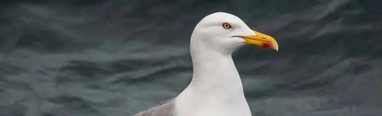Mittelmeermöwe. Steht auf einem Felsen am Wasser.