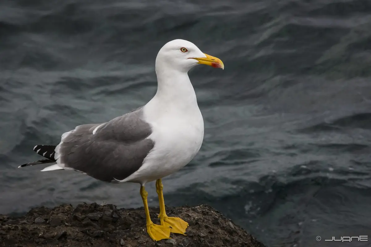 Mittelmeermöwe. Steht auf einem Felsen am Wasser.