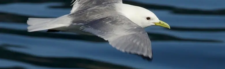 Dreizehenmöwe. Fliegt über Wasser. Die Oberseite der Flügel ist grau, aber die Flügelspitzen sind komplett schwarz. Die Füße sind schwarz und der Schnabel ist gelb.