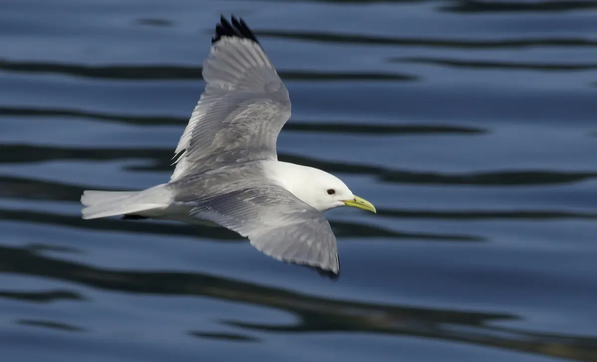 Dreizehenmöwe. Fliegt über Wasser. Die Oberseite der Flügel ist grau, aber die Flügelspitzen sind komplett schwarz. Die Füße sind schwarz und der Schnabel ist gelb.