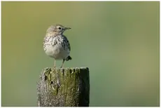Wiesenpieper