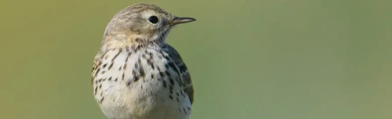 Wiesenpieper. Auf einem Zaunpfahl. Ein kleiner braun gestreifter Vogel mit rötlichen Beinen und hellem Bauch.