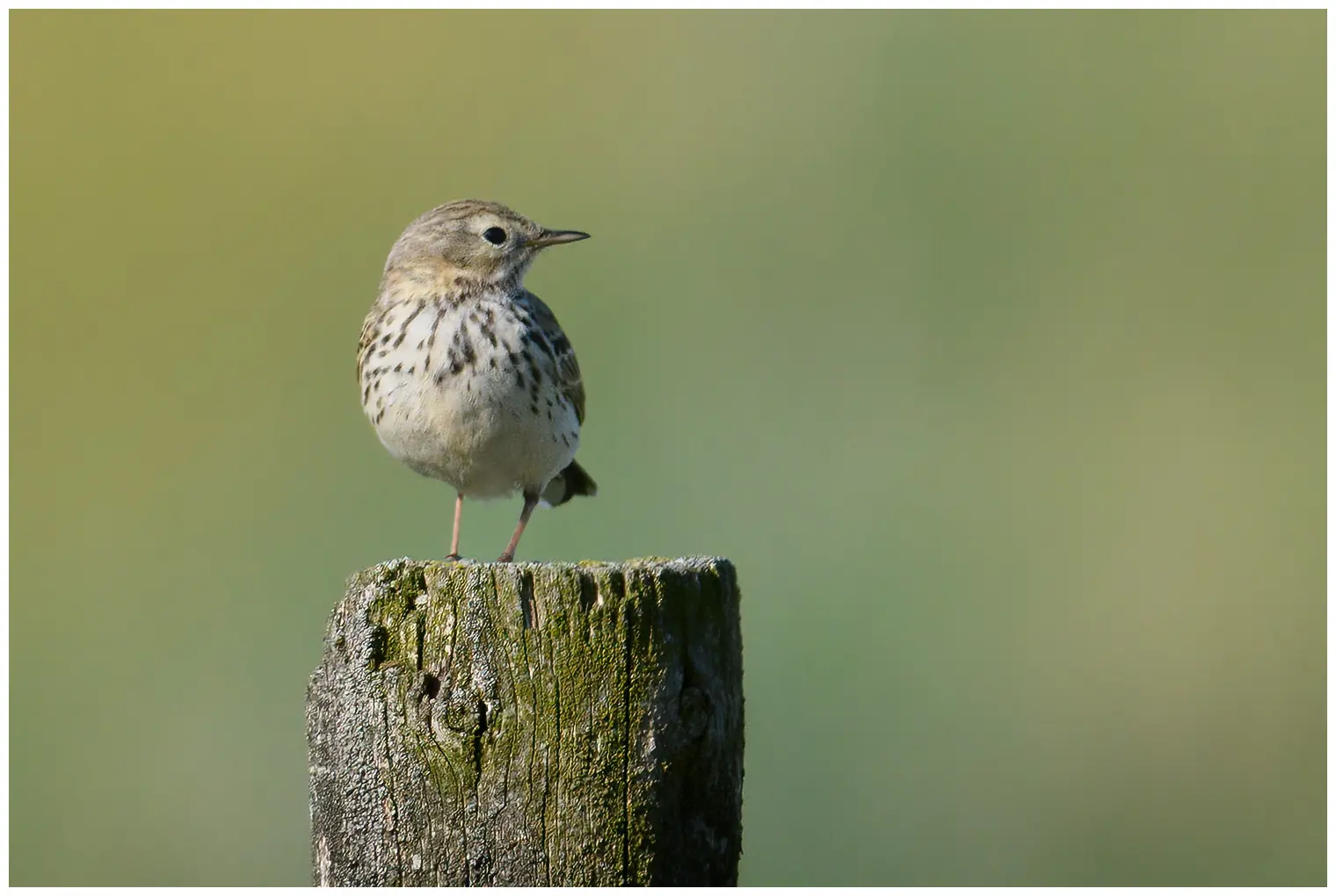 Wiesenpieper. Auf einem Zaunpfahl. Ein kleiner braun gestreifter Vogel mit rötlichen Beinen und hellem Bauch.
