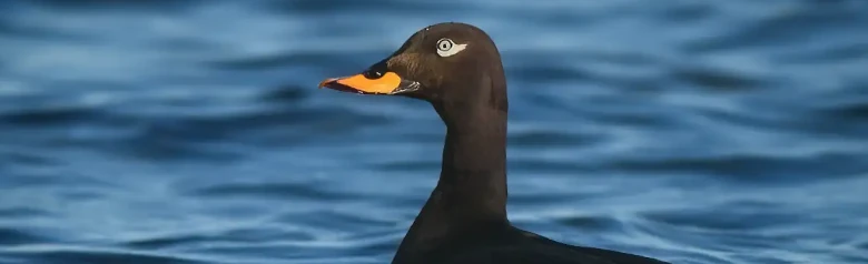 Eine Samtente liegt tief im Wasser. Das helle Auge des Vogels blickt direkt in die Kamera.