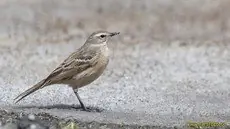 Bergpieper