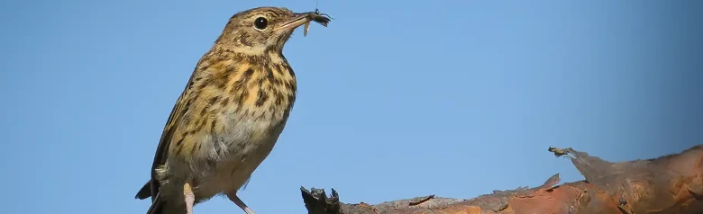 Baumpieper. Sitzt auf einem Ast mit einem Insekt im Schnabel. Ein kleiner, schlanker, langschwänziger Vogel mit spitzem Schnabel.