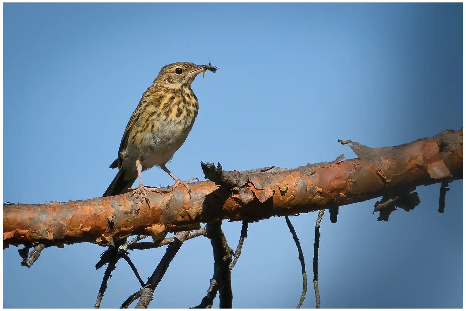 Baumpieper. Sitzt auf einem Ast mit einem Insekt im Schnabel. Ein kleiner, schlanker, langschwänziger Vogel mit spitzem Schnabel.