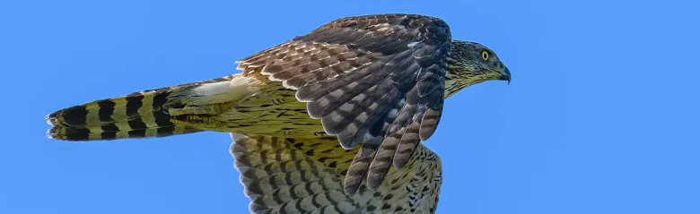 Habicht. Fliegend mit blauem Himmel. Unterseite quergestreift, Oberseite dunkelgrau. Fliegt in einer Richtung nach rechts.