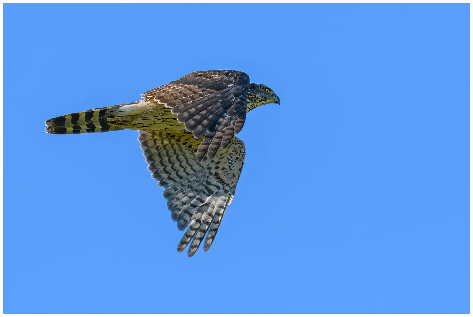 Habicht. Fliegend mit blauem Himmel. Unterseite quergestreift, Oberseite dunkelgrau. Fliegt in einer Richtung nach rechts.