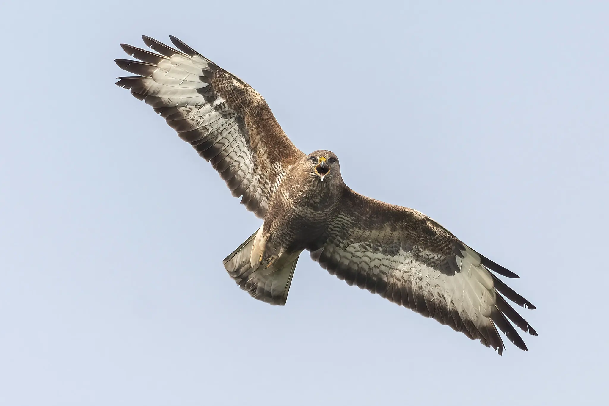 Mäusebussard