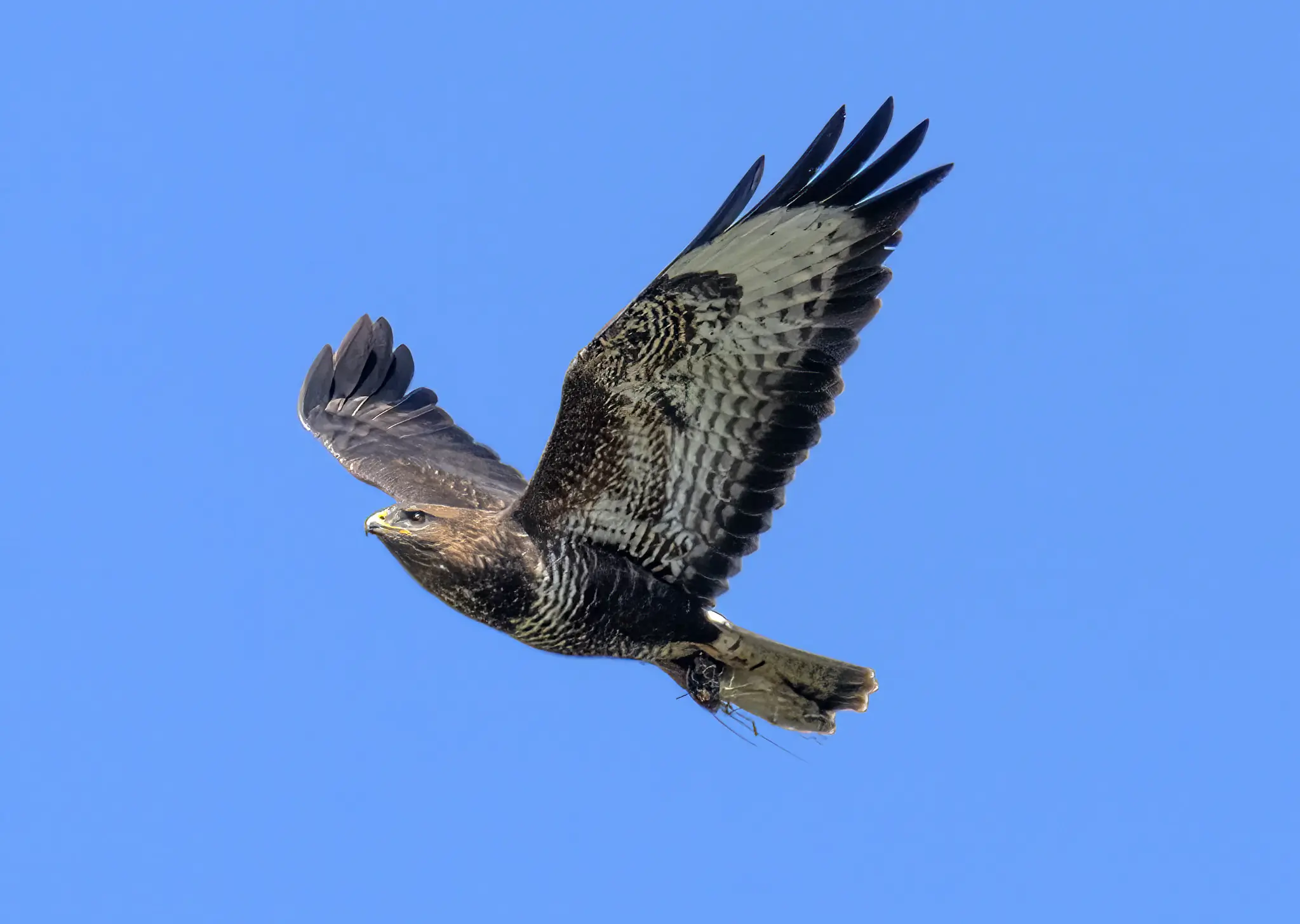 Mäusebussard