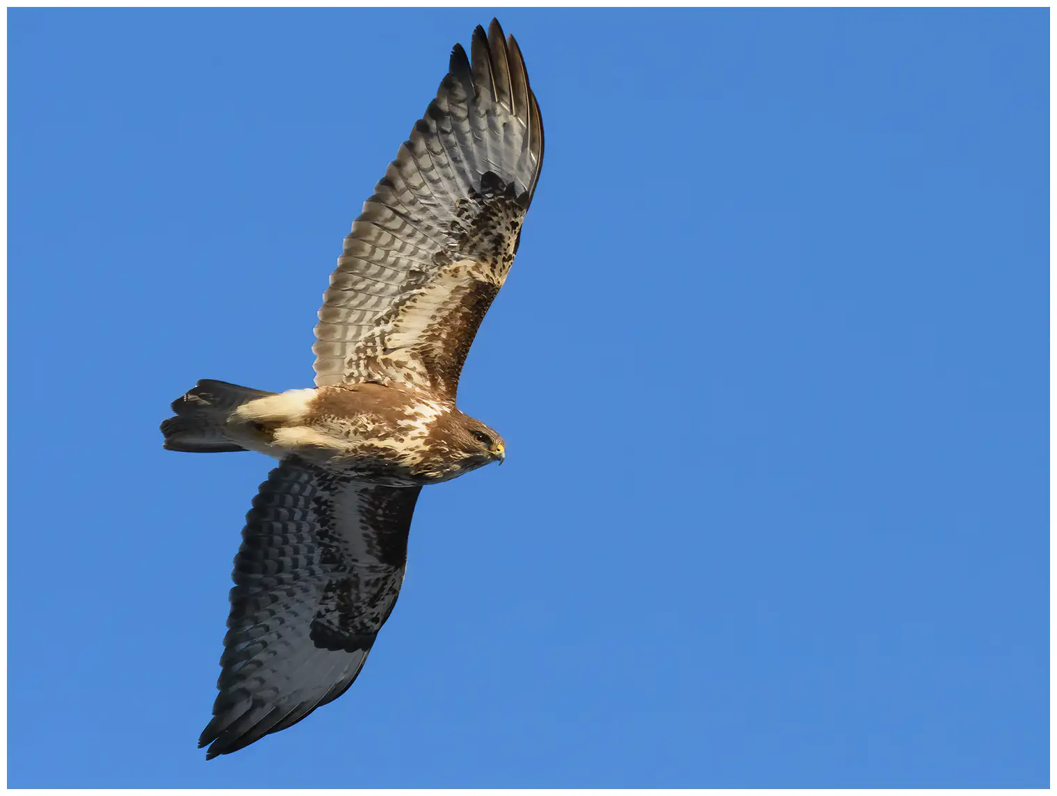 Mäusebussard