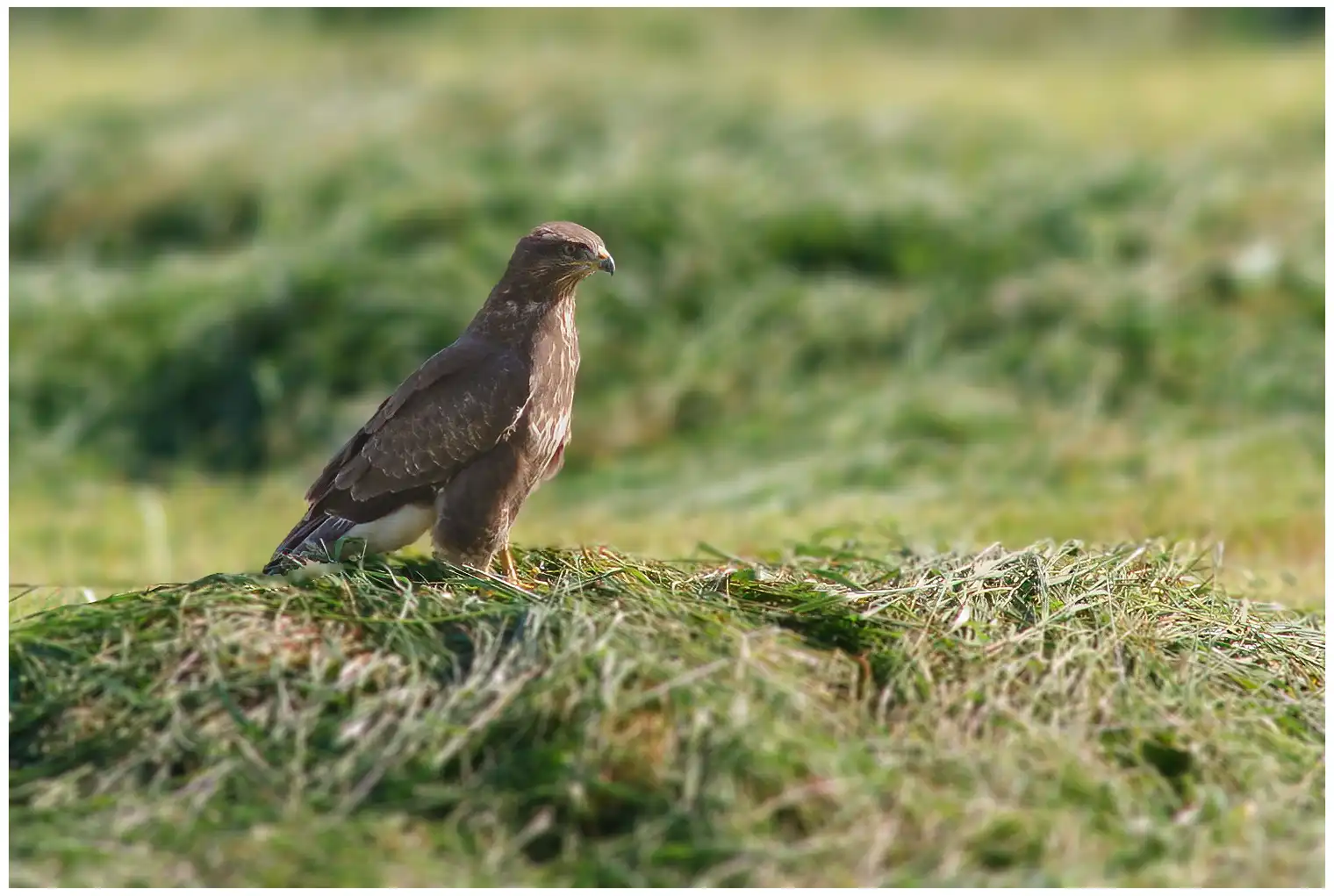 Mäusebussard