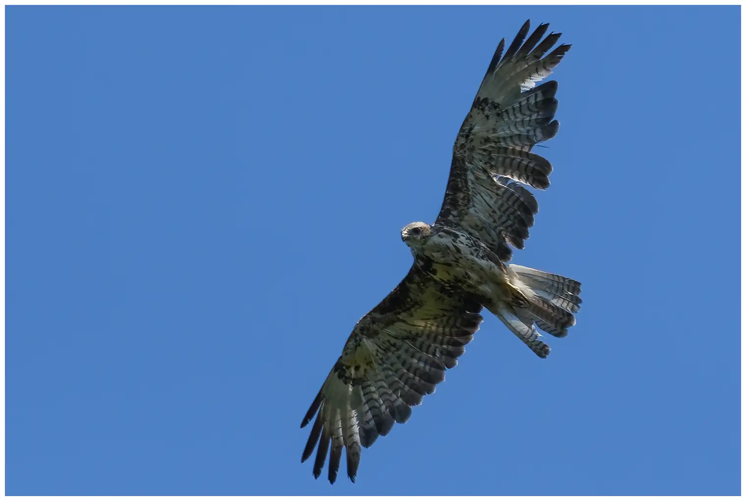 Mäusebussard